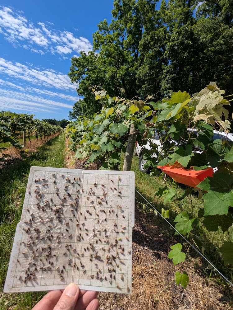 A sticky piece of paper in an orchard that has caught various insects